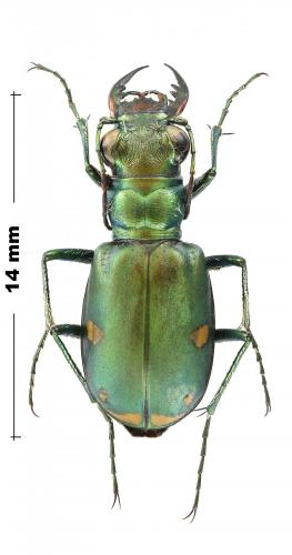 Réf. 244 720 : Cicindela scutellaris rugifrons
